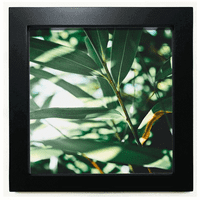 Zelena fotografija prirode, slika u crnom kvadratnom okviru, zidna ploča